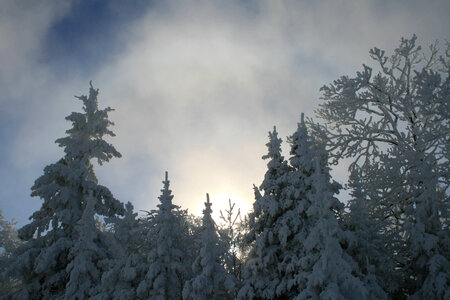 Winter trees