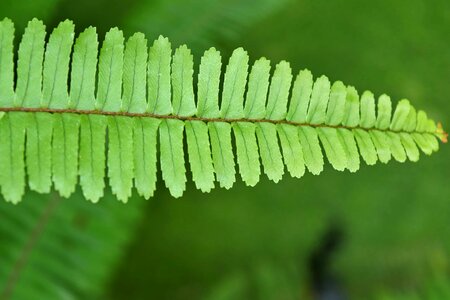 Fern green leaf plant
