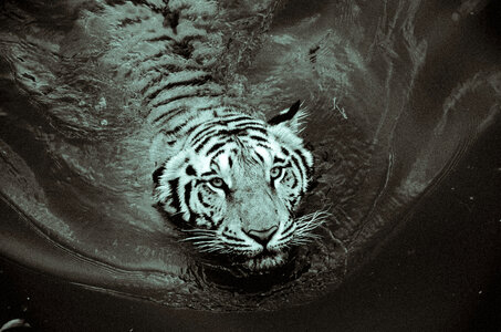 White tiger swimming in the water photo