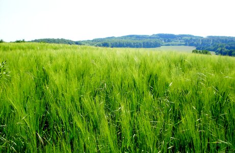 Cereals fields freedom