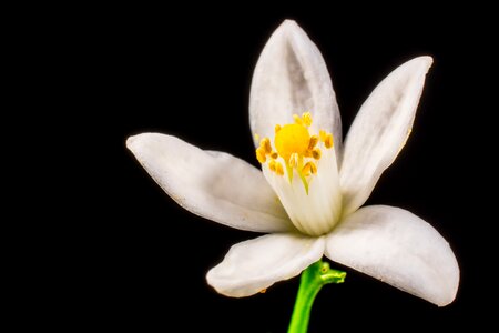 Small flower white yellow