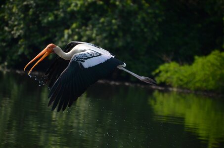 Flying painted stork fly photo
