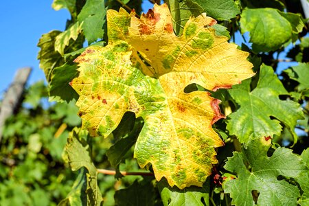 Agriculture autumn branch