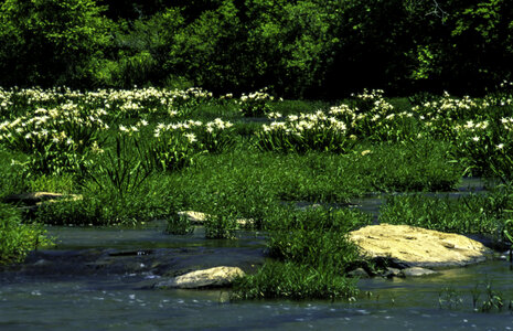 Lilies in the Cahaba River, Alabama