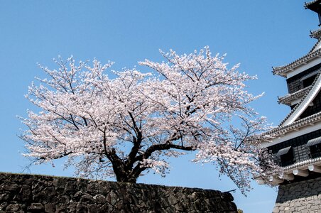 Cherry blossom japan flower pink