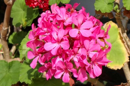 Beautiful beautiful flowers biology