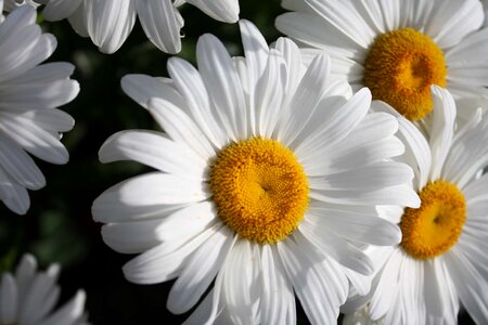 Margarita white flower nature