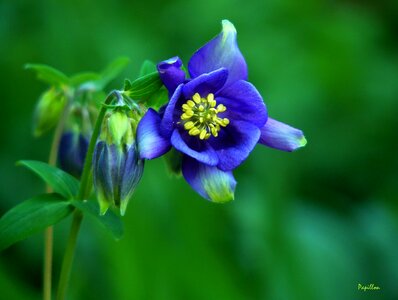 Flower purple flora photo