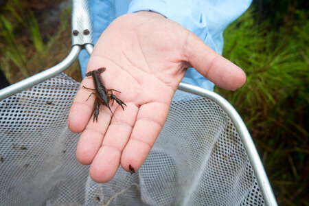 Close-up of a Panama City crayfish