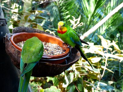 Polytelis swainsonii australian parrot photo