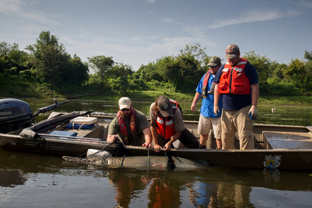 Alligator gar-2 photo