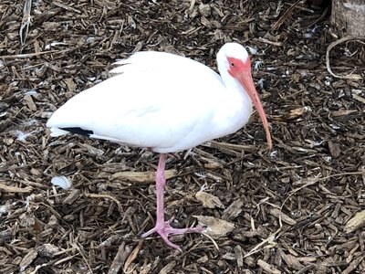 Natural Habitat bird wading bird photo