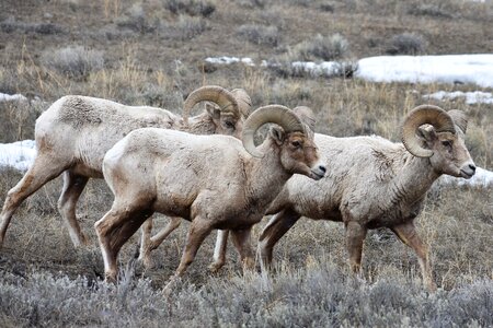 Rocky Mountain bighorn sheep