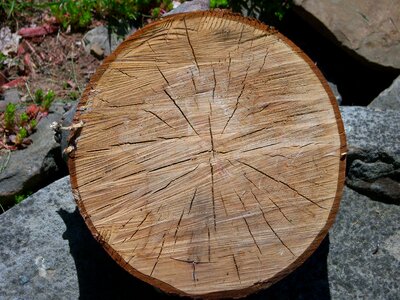 Old round nature
