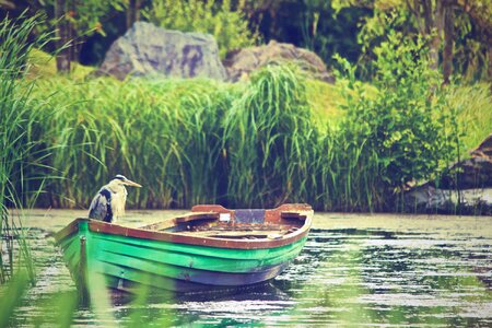 Heron in a Boat photo