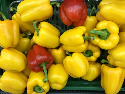Colorful red and yellow peppers paprika background
