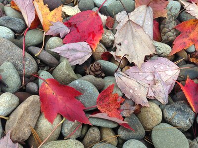 Fall stone leaf photo