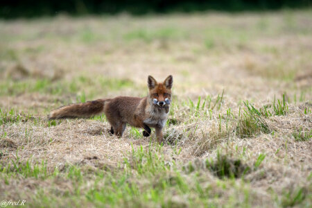 Red Fox with meal in its mouth