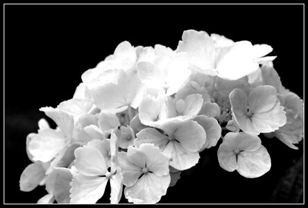 Ornamental shrubs garden nature
