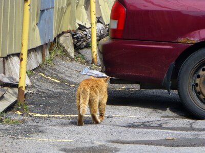 Animal feline domestic