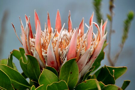 Bloom national flower flora