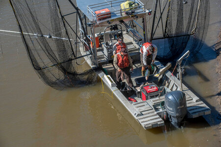 U.S. Fish and Wildlife Service boat, The Magna Carpa, with catch of invasive carp-3
