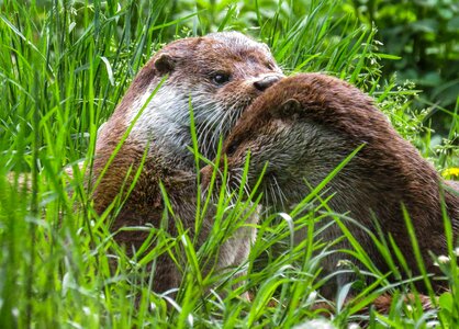 Meadow care rest