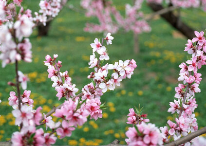 Flowers of the cherry blossoms photo