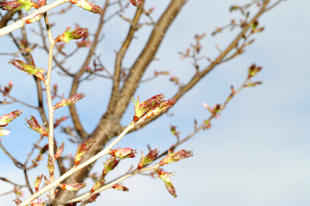 67 Cherry tree
