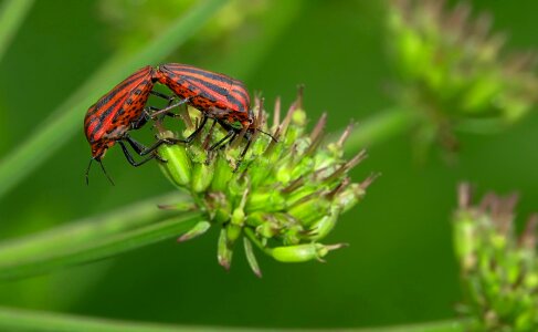 Animal arthropod beetle photo