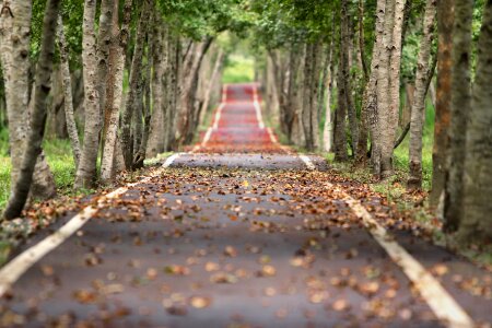 Road in autumn forest. Beauty nature background photo