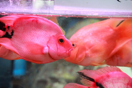 Pink Orange Fish