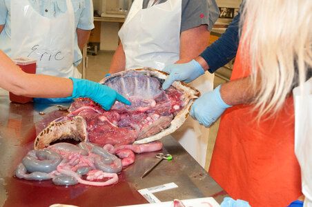 Marine Mammal Stranding Course at NCTC-1