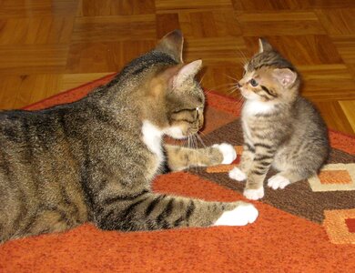 Mother cat mother small cat