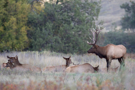 Bull Elk with family group-1