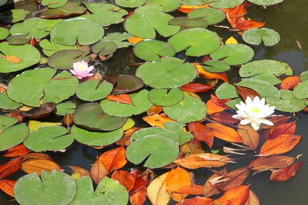 Lotus flowers leaves vegetation photo