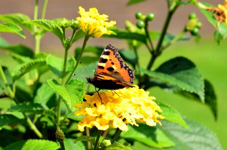 Insect flower nature