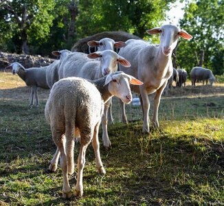 Agriculture animal fauna photo