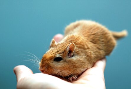 Pet small cute