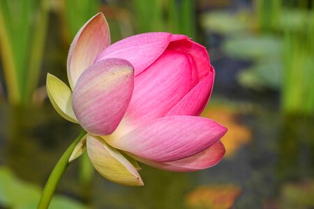 Beautiful Flowers beautiful photo blooming