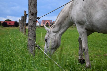 Agriculture animal daylight