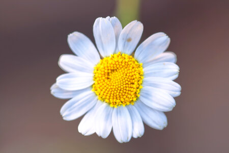 Chamomile