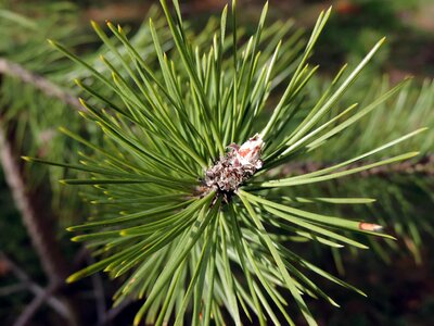 Conifer green leaf spruce photo
