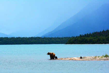 Grizzly Mother with Cubs at Naknek Lake photo
