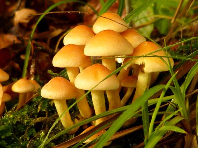 Mushroom nature seasons photo