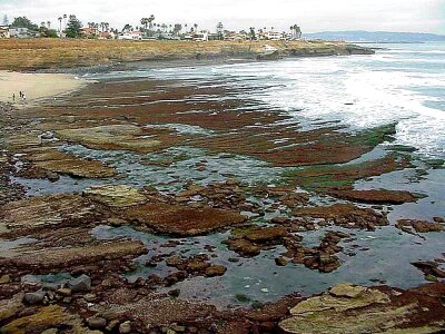 Ocean phylum 