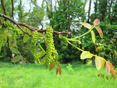 Blossom bloom walnut tree photo