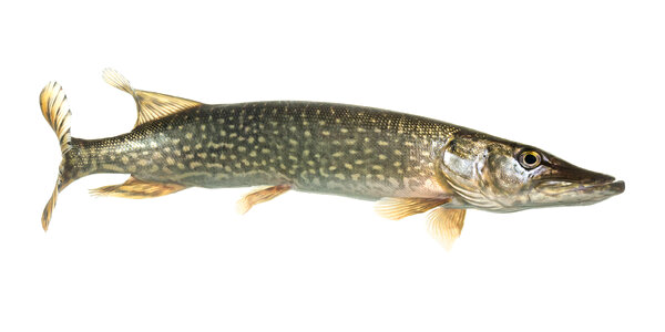 Northern pike photo