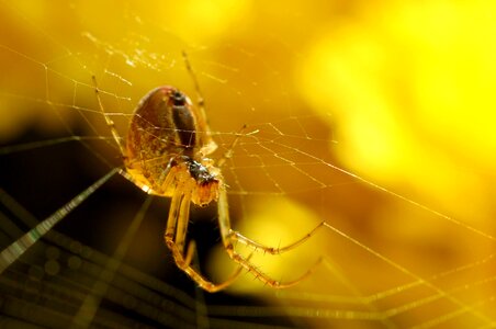 Close up cobweb insect photo