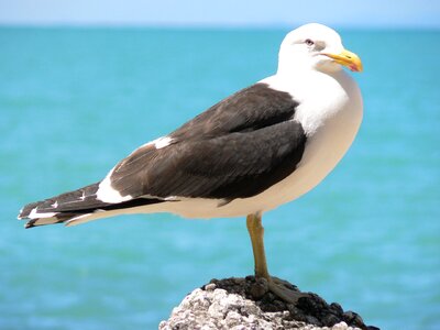 Wildlife seagull beach photo